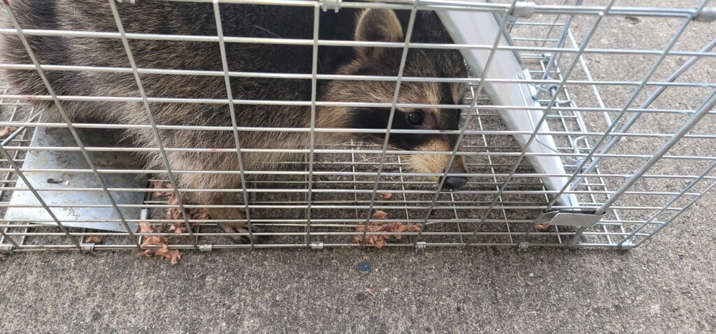 Infinity Wildlife Control