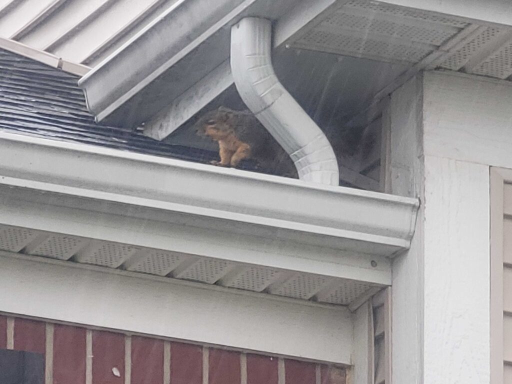 Infinity Wildlife Control